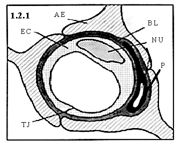 endothelium of capillaries